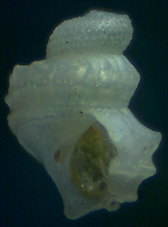 Una bonita protoconcha  ?